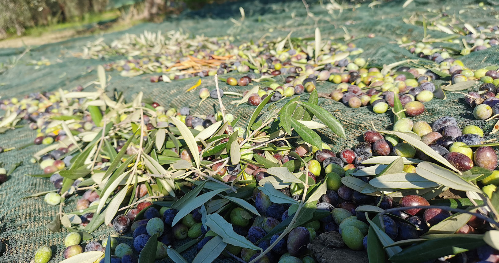 raccolta olive az agricola spano